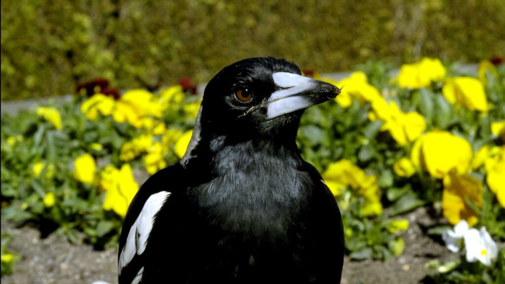Magpies thwarted research work when they teamed up to remove harnesses holding GPS trackers.