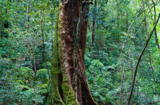 Stockwellia tree in North Queensland