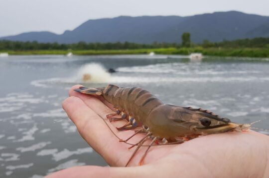 Farmed Black Tiger Prawns