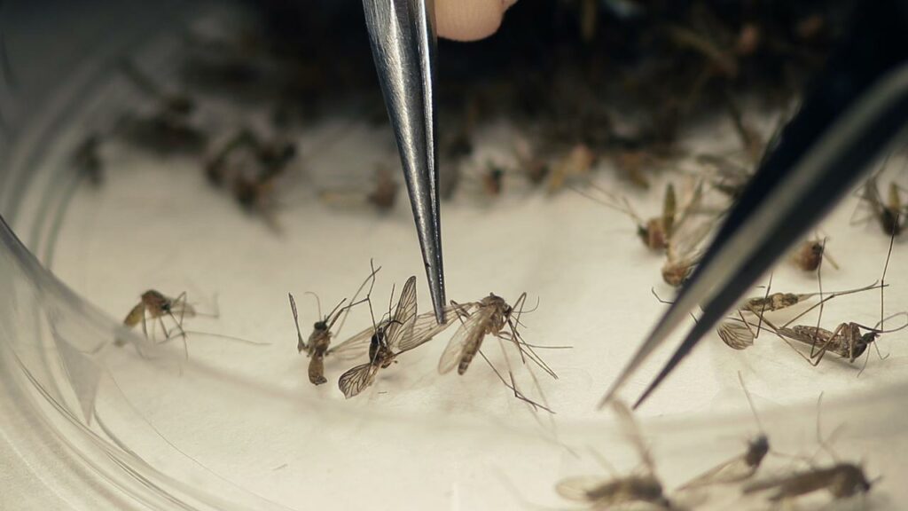 Three Victorians are in hospital suffering from Japanese encephalitis.
