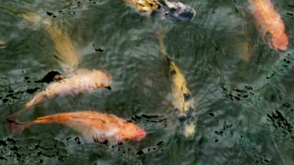 Tilapia, introduced into Australia in the 1970s as ornamental fish, threaten the environment.
