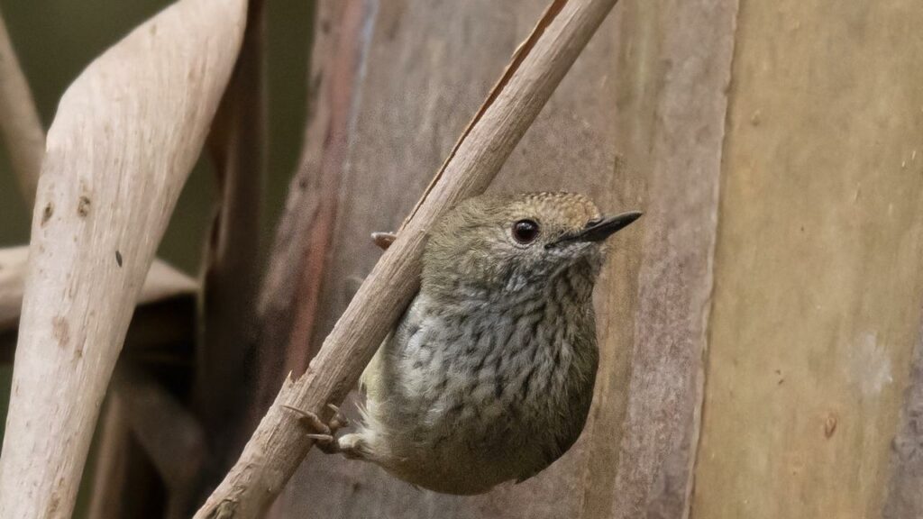 The King Island brown thornbill is among 60 Australian animals that could be saved from extinction.