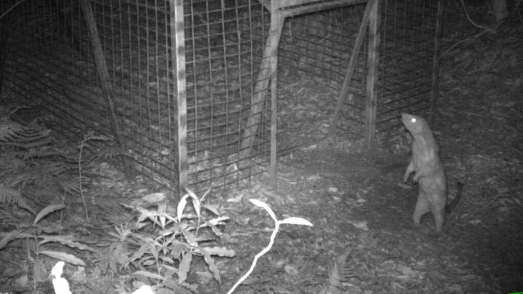 Endangered spotted-tailed quolls have been caught on camera in Main Range National Park, Queensland.
