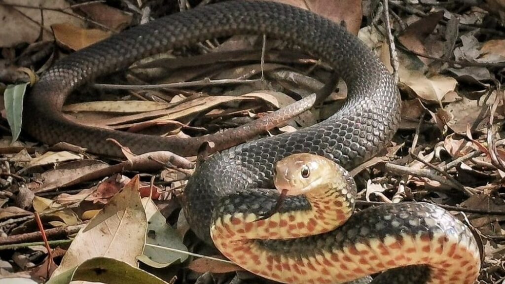 The Brown in defensive pose as it’s released into bushland (Snake Rescue Sunny Coast)
