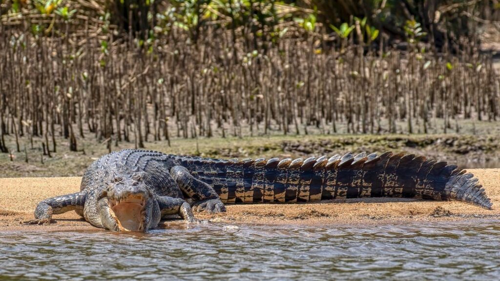 Peter is a sub-dominant male crocodile living in the Daintree River (David White)
