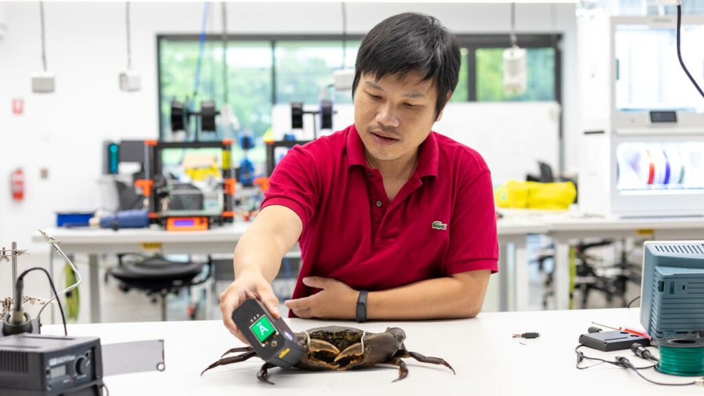 James Cook University’s Eric Wang uses a hi-tech device that measures the meat content of mud crabs.