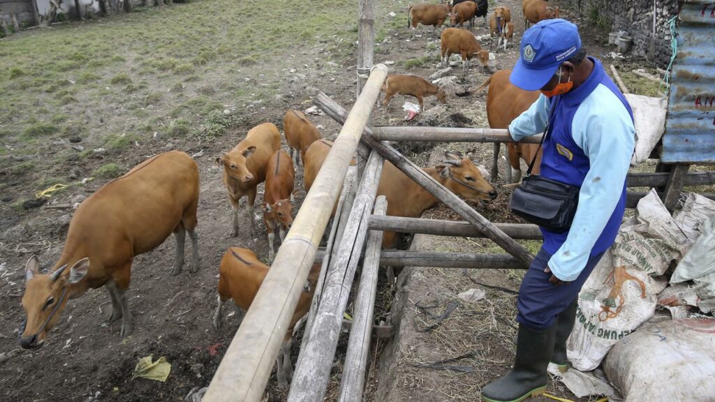 An outbreak of foot-and-mouth disease, detected in Indonesia, would cost Australia $80 billion.