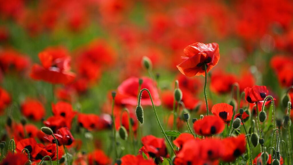 A minute’s silence at 11am will commemorate Australians killed in wars and peacekeeping operations.