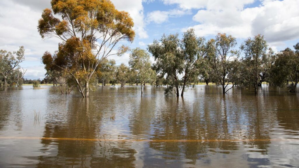 Forbes and Bathurst in NSW are on high alert for severe flooding, despite heavy rainfall easing.