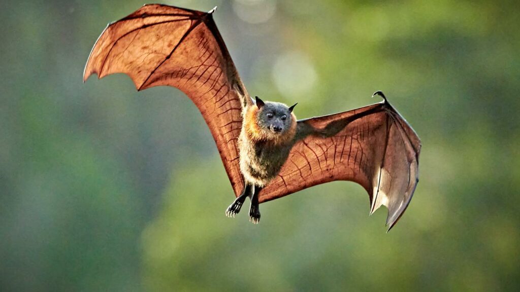 Researchers say restoring natural bat habitat will reduce the risk of virus ‘spillover’.