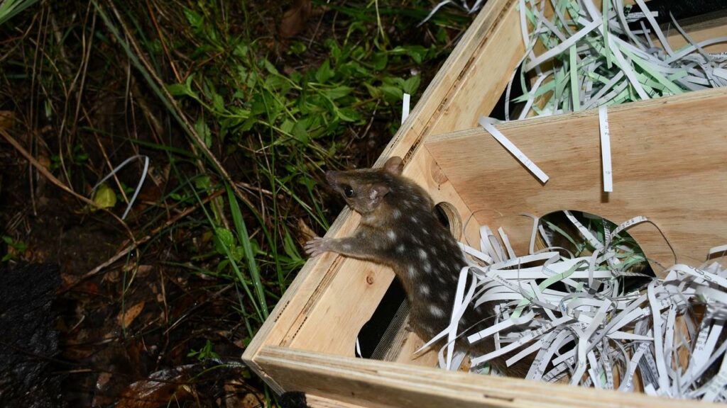 A family of northern quolls return to the Tablelands in QLD after their journey to Melbourne.
