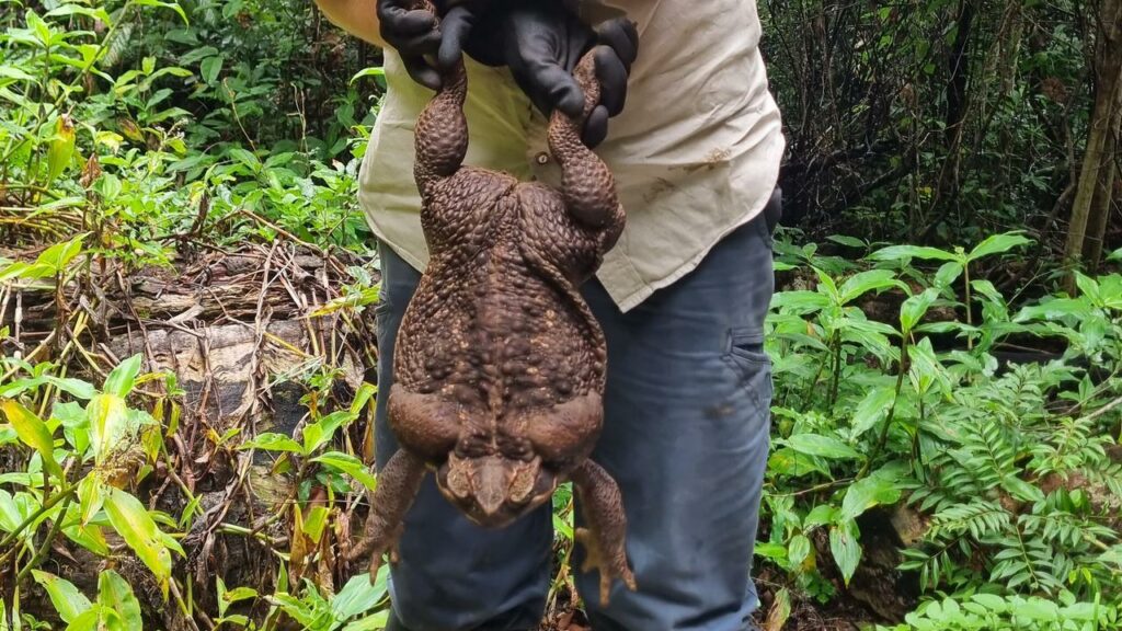 Toadzilla, found in north Queensland, was 25cm long and weighed in at a world record 2.7kg.
