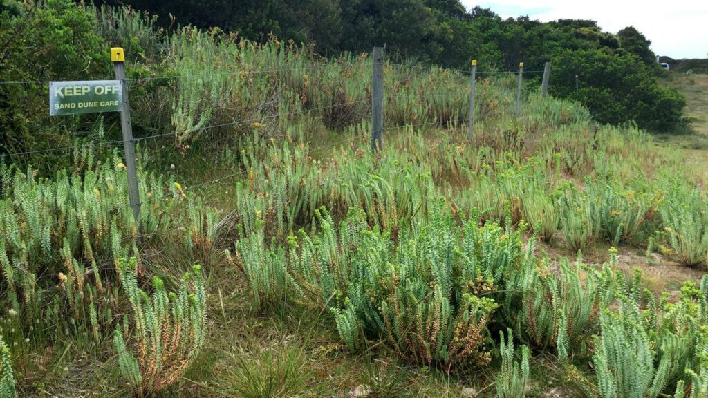 An ecologist says some weeds have been in Australia so long they may need to be considered natives.