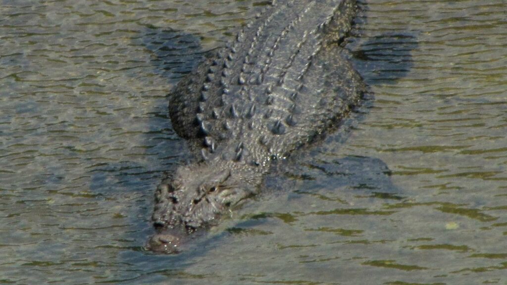 Rangers in far north QLD have shot and killed a crocodile that attacked a man and then ate his dog. 
