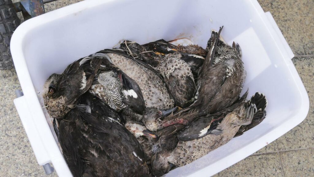 After Victoria approved a short duck hunting season, an inquiry into its future is set to go ahead.