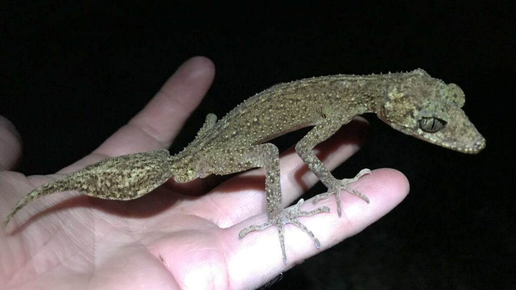 More work is needed to determine if the Scawfell Island leaf-tailed gecko is endangered or not.
