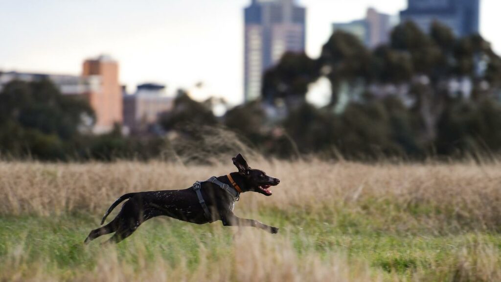 A spate of dog attacks has led a dog task force to consider tougher penalties for dog owners.
