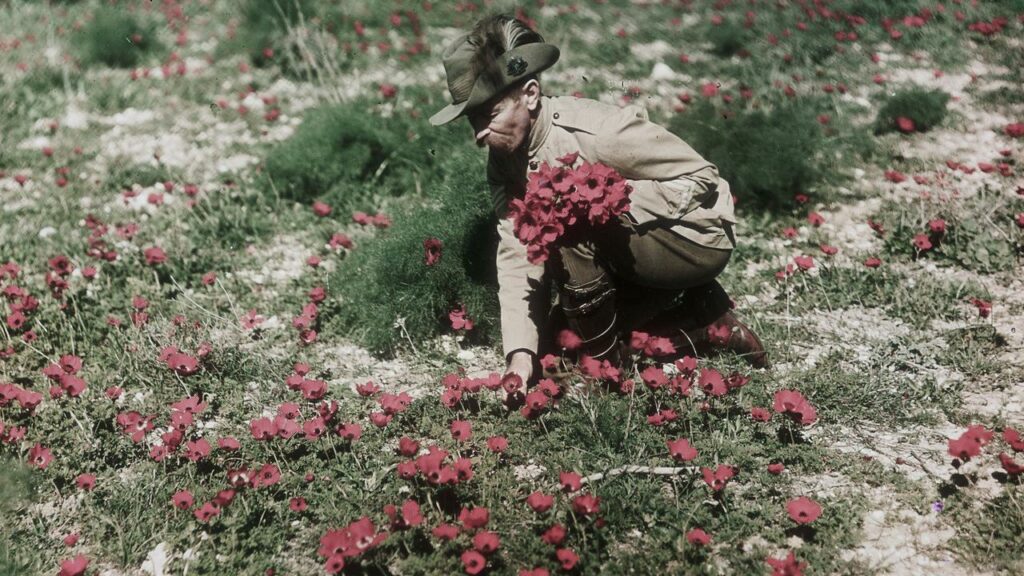 The wartime flowers bloomed due to nitrogen in exploded bombs and from the blood of slain soldiers.