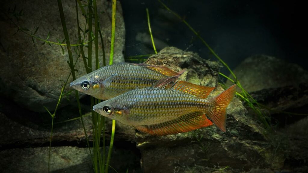 Researchers believe climate change may have a big impact on species like the eastern rainbowfish.