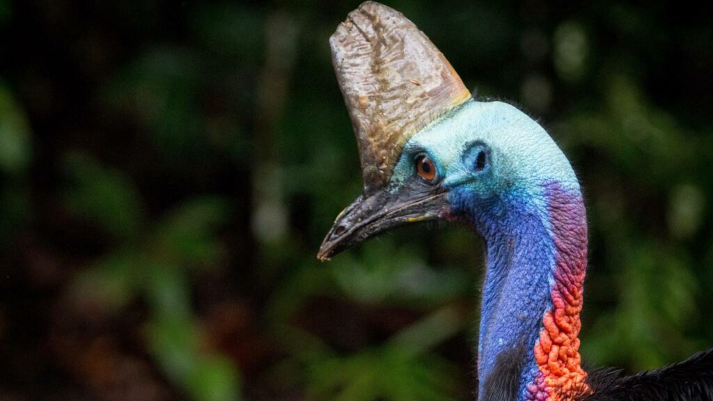 Cassowaries are essential to maintaining native plant diversity, according to new research.
