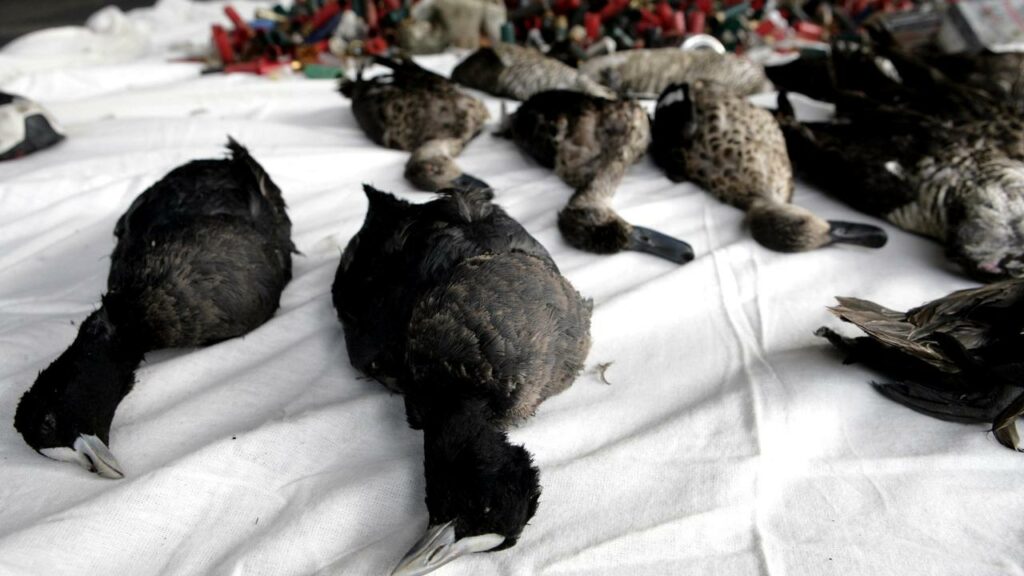 Dead birds have been laid outside Premier Daniel Andrews’ office to protest against duck hunting.