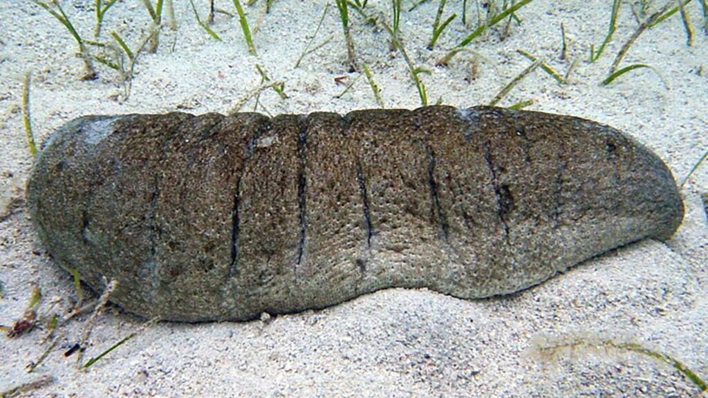Sea cucumbers may prove effective in preventing diabetes, according to new research.
