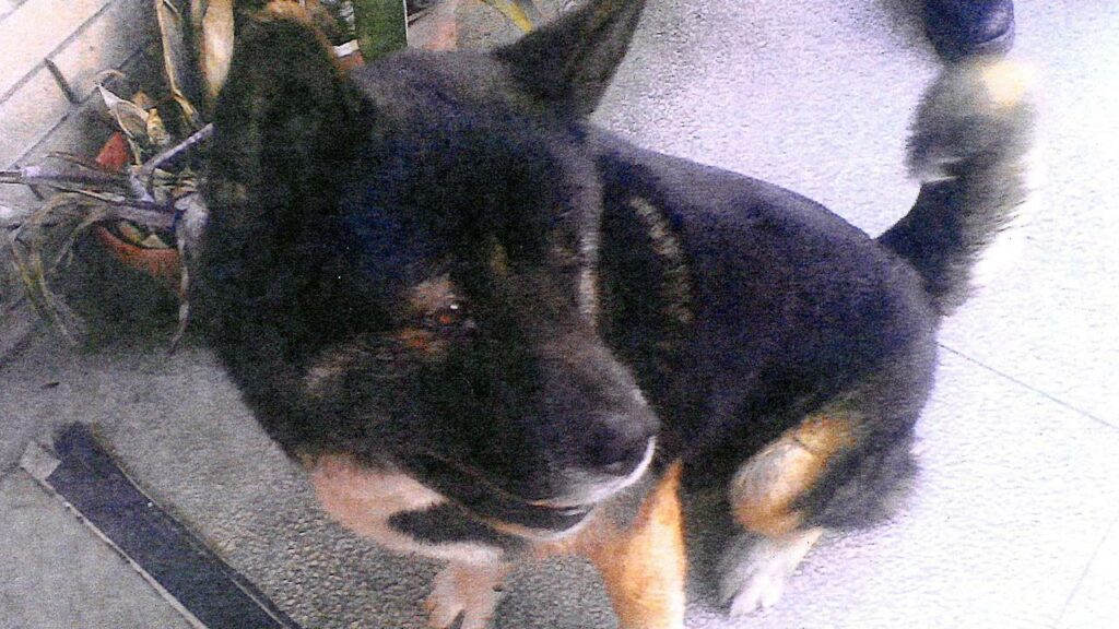 A suggested change will include owners of dangerous dogs facing jail time for serious attacks.