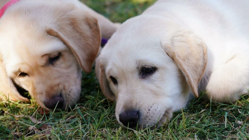 One puppy is still missing after 12 of various breeds were stolen from a home in Qld.