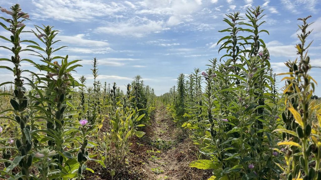 The trial sesame crop at Aaron Kiely’s farm at Emerald in Queensland is almost ready for harvest.