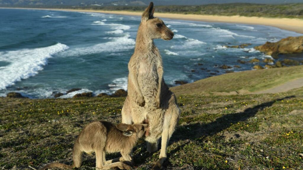 A study has examined why Australia’s unique marsupials such as the kangaroo never made it to Asia.
