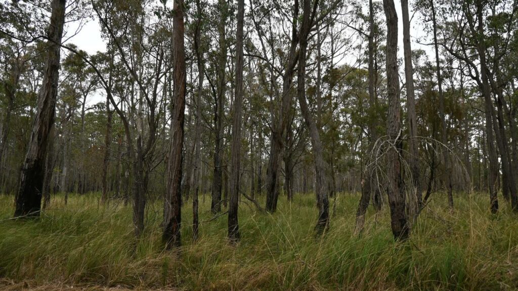 The Information Commissioner says VicForests unlawfully spied on several anti-logging campaigners.