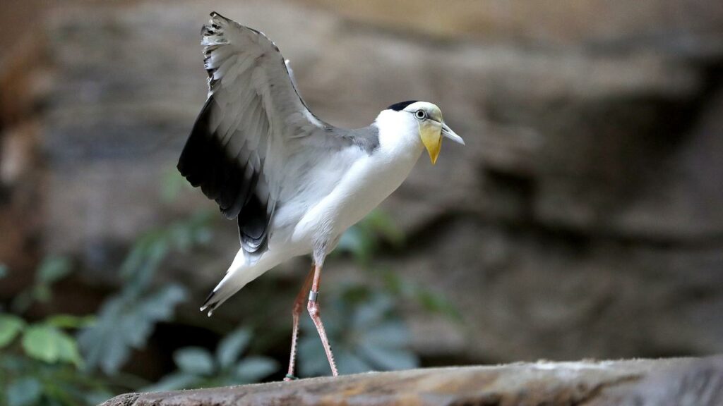 A man has been fined after driving over a masked lapwing plover’s nest and crushing the birds.
