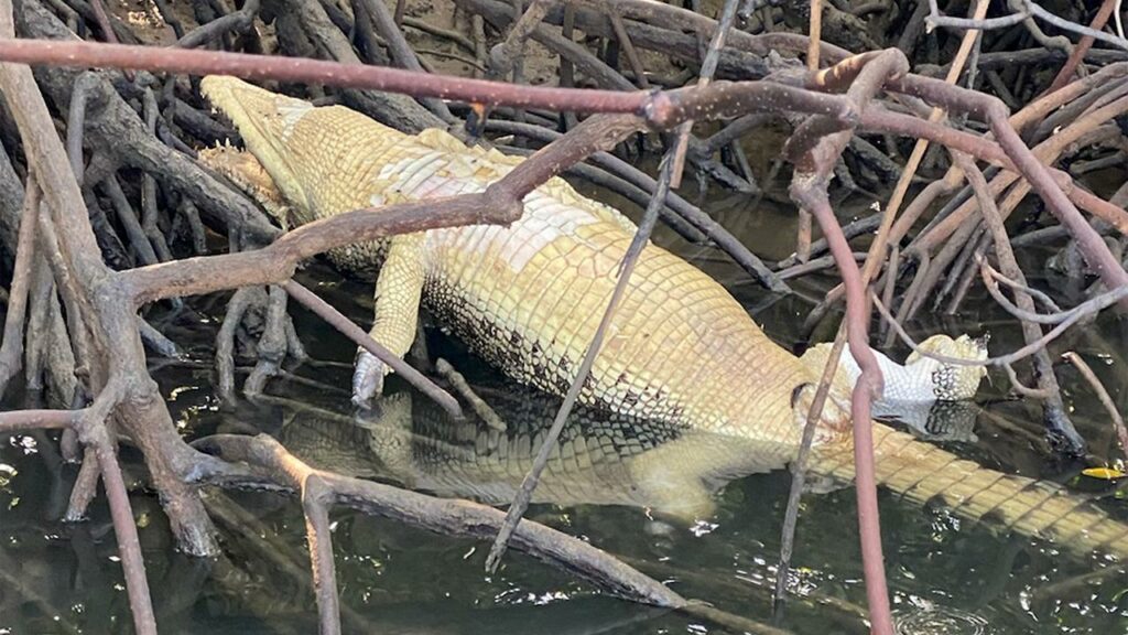 Wildlife officers believe a crocodile discovered in Townsville’s Ross River was deliberately killed.