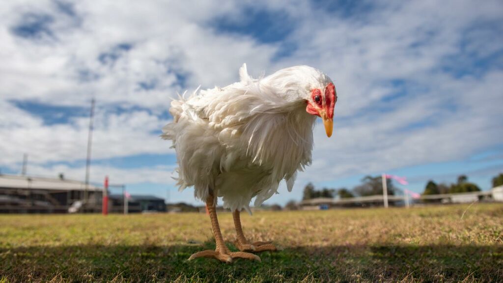 Scientists tested their unique image analysis on artificial chickens, before moving on to real ones.