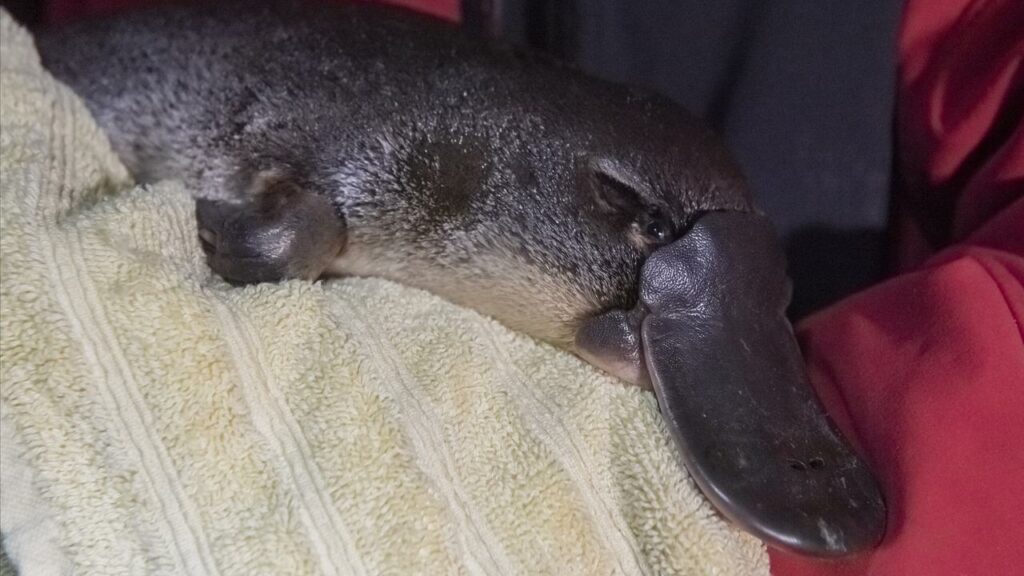 Scientists aren’t able to say with any certainty how many platypuses are left in Australia.