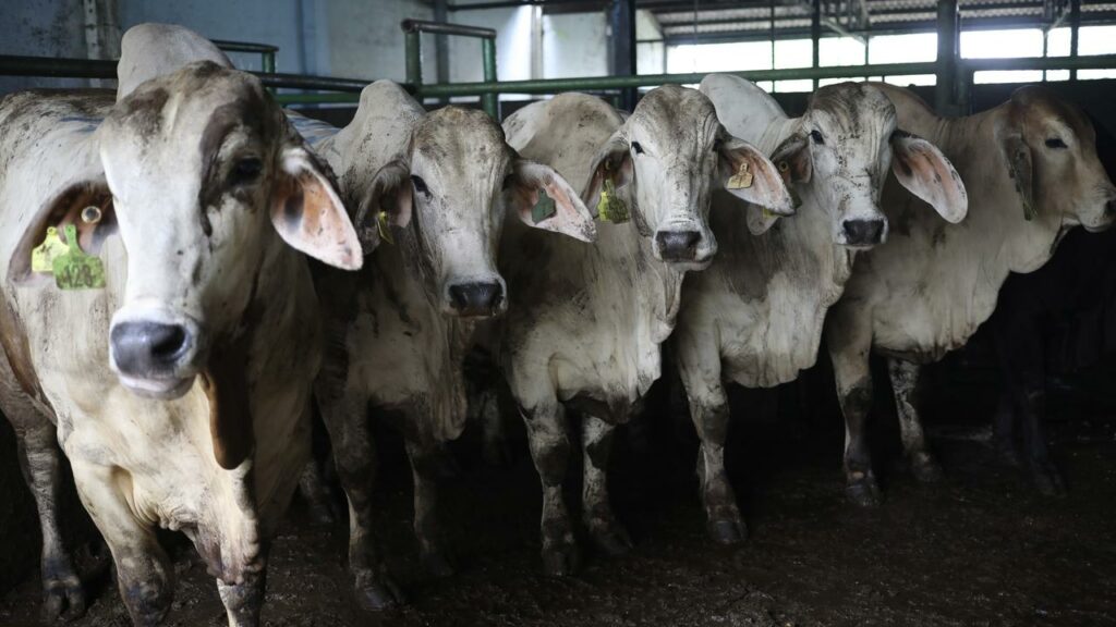 Australia can resume exporting live cattle to Indonesia after the Asian nation lifted its ban.