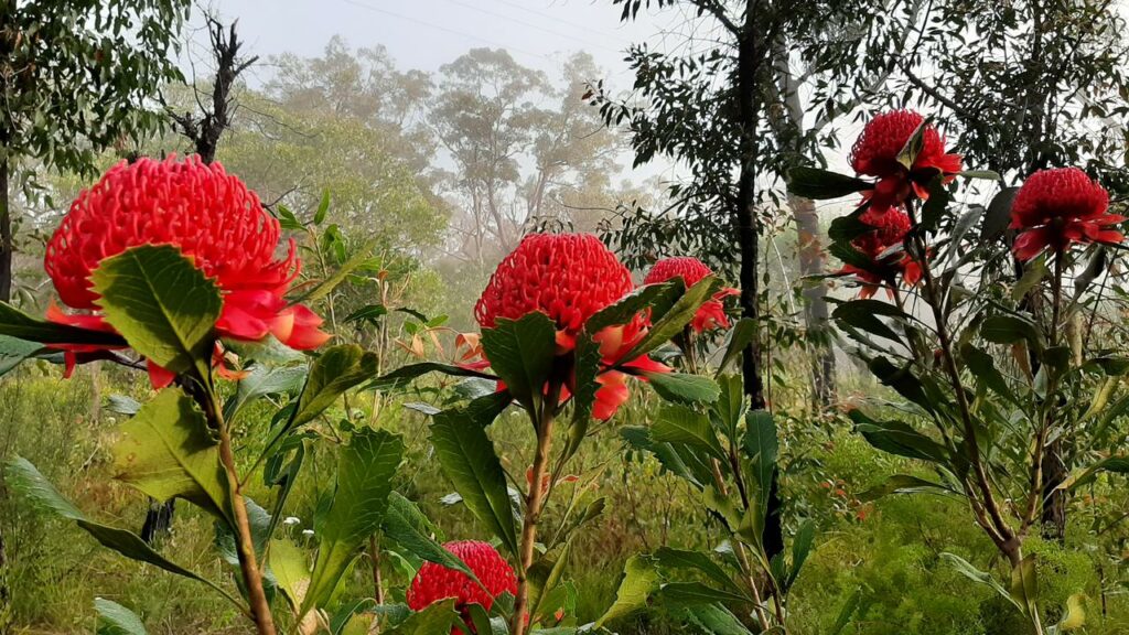 The waratah’s extinction risk has never been assessed despite the threats it faces.