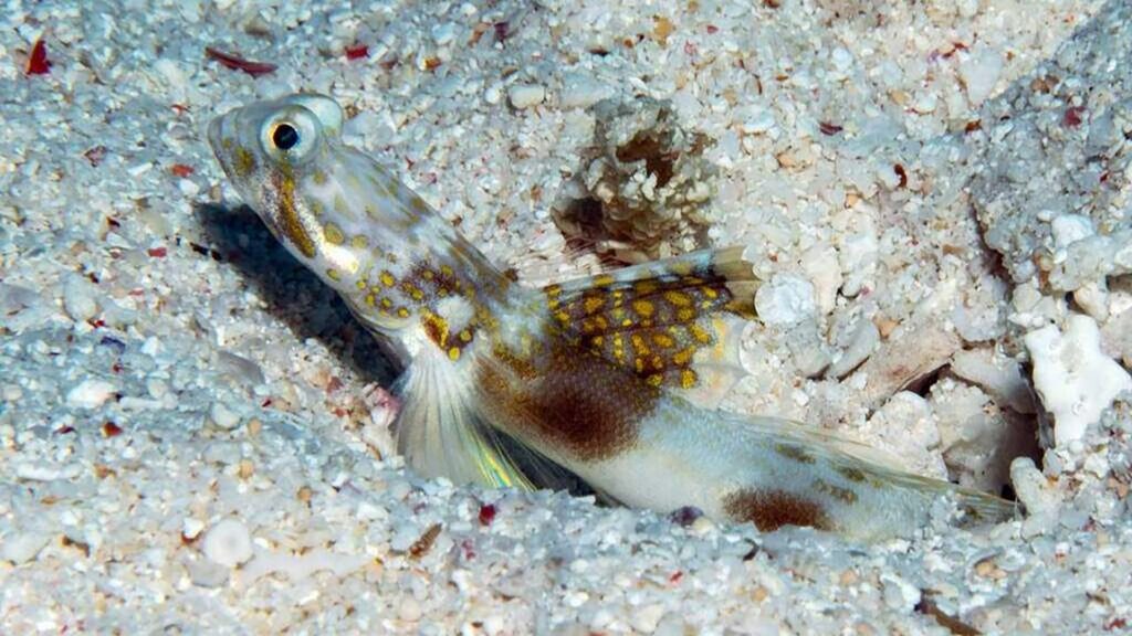Meet the Lady Elliot Shrimp Goby, which was discovered on a coral cay on the Great Barrier Reef.
