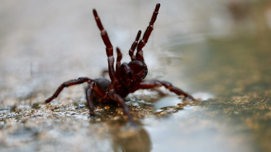 Over 3000 Australians are hospitalised annually after being bitten or stung by something venomous.
