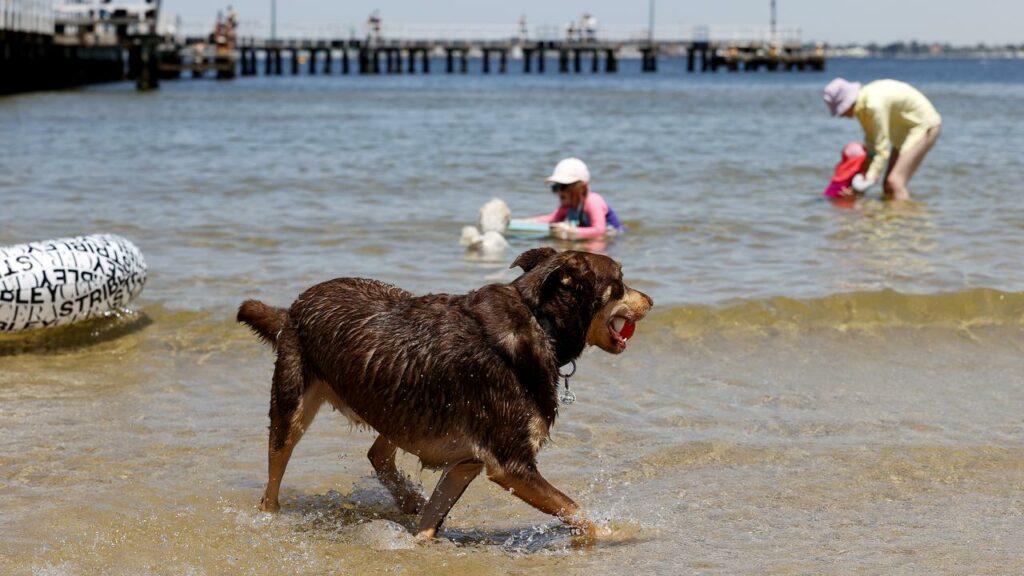 Heatwave conditions are forecast for South Australia, Victoria, NSW and Tasmania.