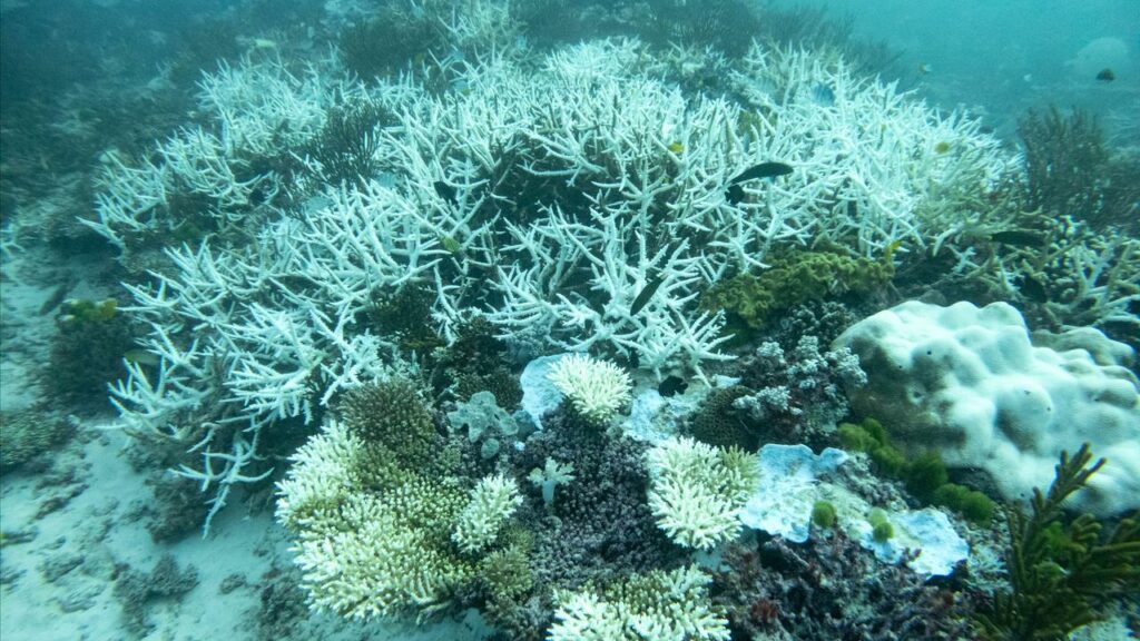Coral bleaching around Great Barrier Reef islands has left researchers feeling “ecological grief”.
