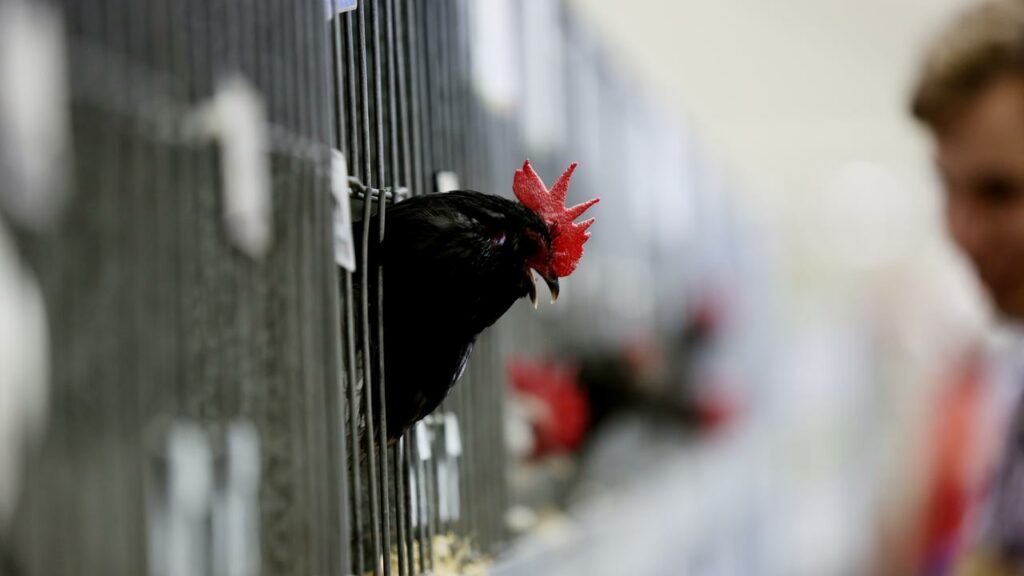 Authorities are working with NSW counterparts after a potential bird flu virus case in Canberra.