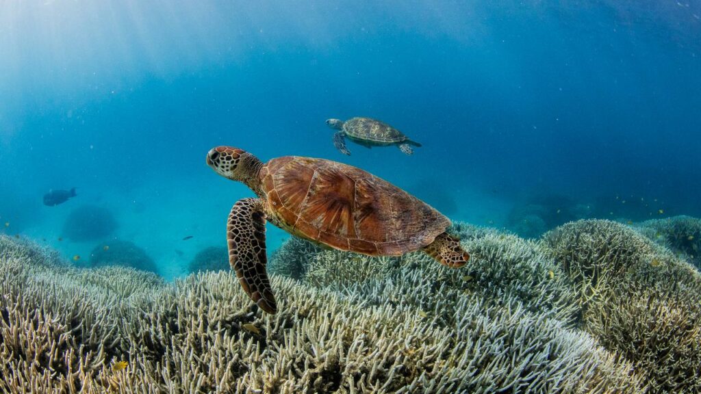 “We need to be looking at all reefs as in danger,” Professor Helen McGregor said.
