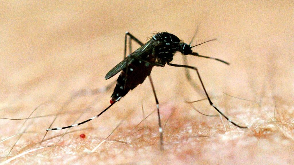 Mosquitoes can transmit the ulcer-causing bacteria to humans.