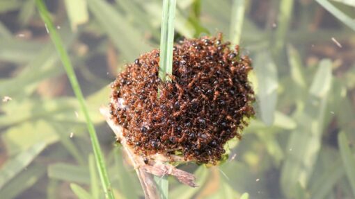 LOGAN RIVER FIRE ANT INFESTATION