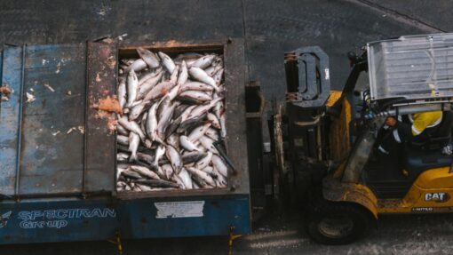 SALMON FARM TASMANIA