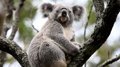 TARONGA ZOO NURA DIYA HABITAT OPENING
