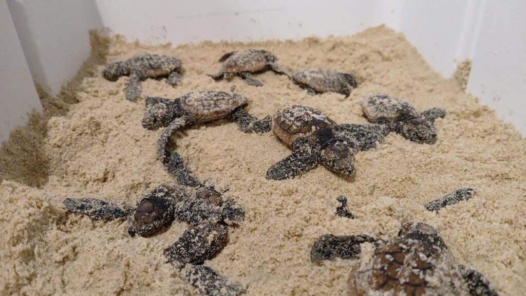 Four loggerhead turtle nests remain in incubators after a rapid rescue operation.