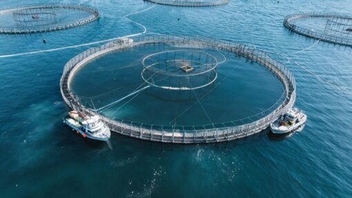 SALMON FARM TASMANIA