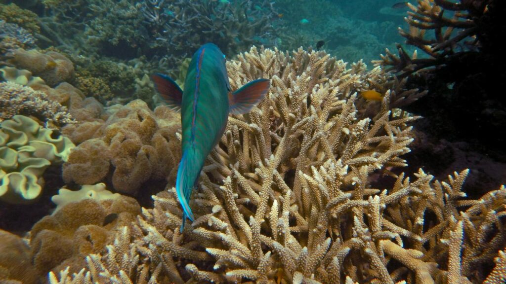 Marine authorities have confirmed another mass bleaching on the Great Barrier Reef.